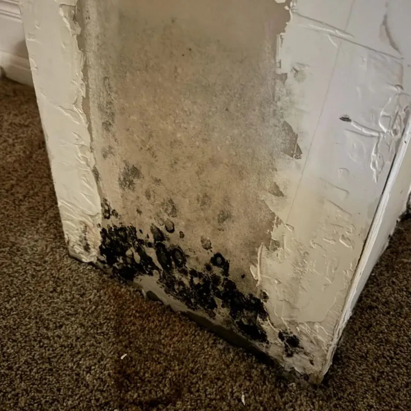 Professional Mold Removal in Bremer County, IA